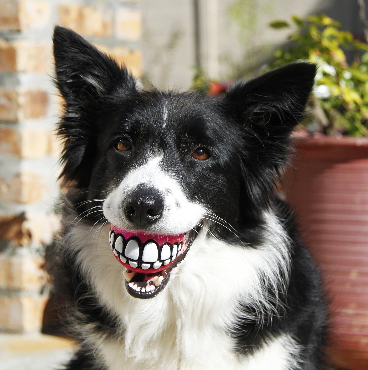 Funny Dog Chew Toy Ball with Teeth Design: Hours of Fun